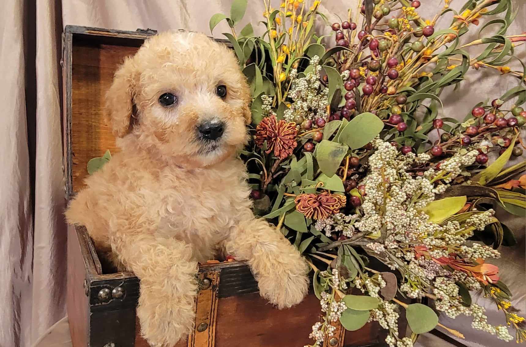 puppy, for, sale, Goldendoodle Mini F1B, Lana  Arnall, dog, breeder, Hartville, MO, dog-breeder, puppy-for-sale, forsale, nearby, find, puppyfind, locator, puppylocator, aca